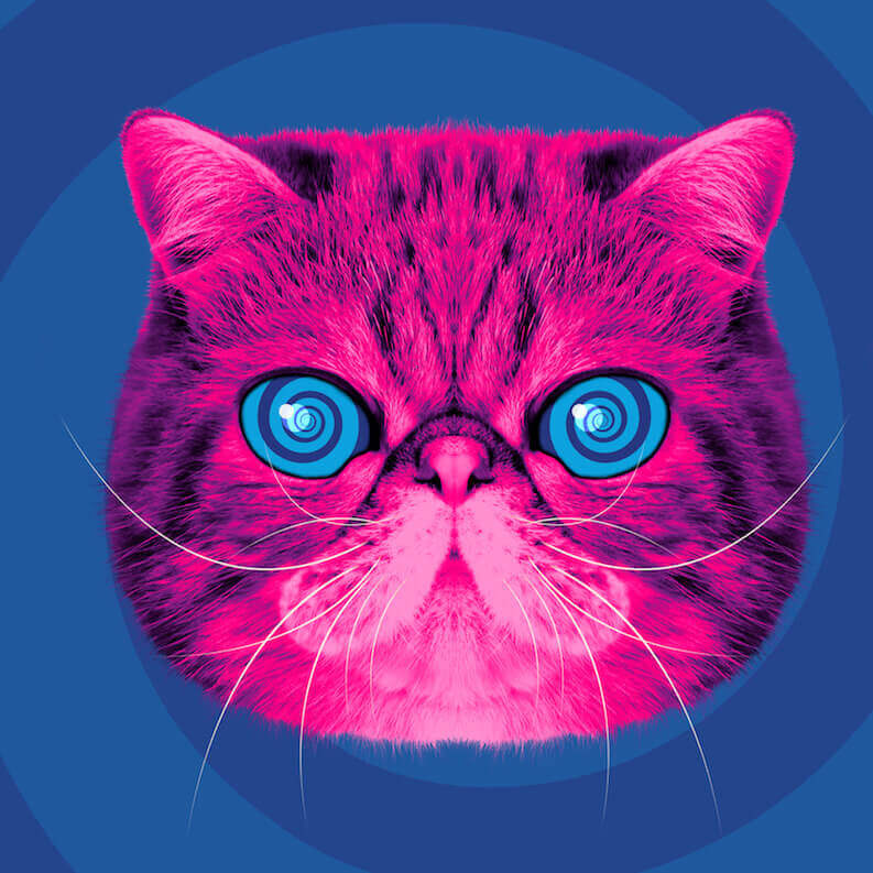 HypnoCat the pink fluffy reycling cat